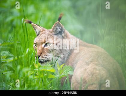 Ritratto della lince europea (lince lince) nella foresta Foto Stock