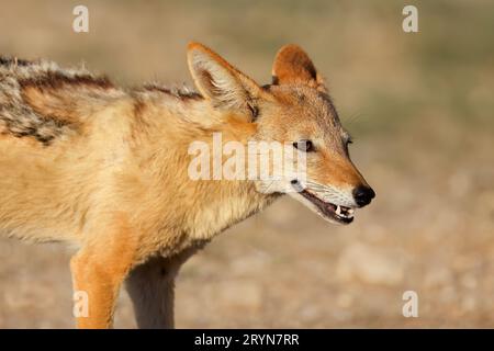 Ritratto di un nero-backed jackal (Canis mesomelas), Deserto Kalahari, Sud Africa Foto Stock