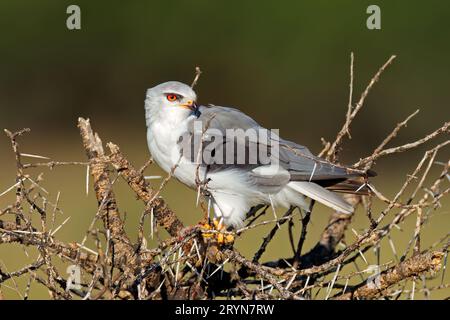 Un aquilone dalle spalle nere (Elanus caeruleus) arroccato su un albero con preda, Sudafrica Foto Stock