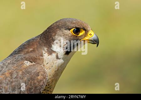 Ritratto di un falco lanner allertato (Falco biarmicus), Sudafrica Foto Stock