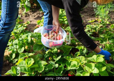 L'agricoltore sta raccogliendo fragole rosse mature nel recipiente di plastica Foto Stock