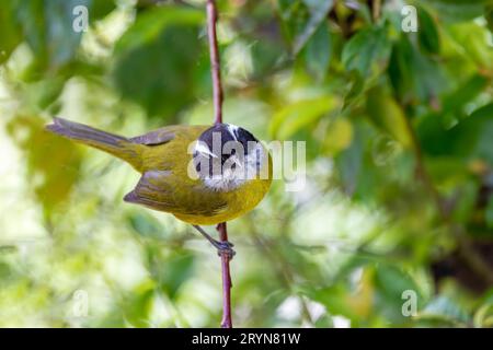 Tanager di cespuglio con tappo sooty - Chlorospingus pileatus, San Gerardo de Dota, Costa Rica. Foto Stock