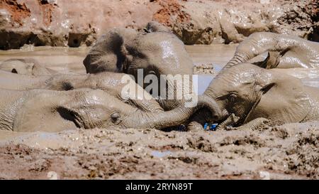 Addo Elephant Park Sud Africa, Famiglia di elefanti nel parco degli elefanti Addo Foto Stock
