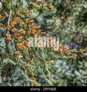 Riserva Monarch Butterfly Biosfera a Michoacan, Messico Foto Stock