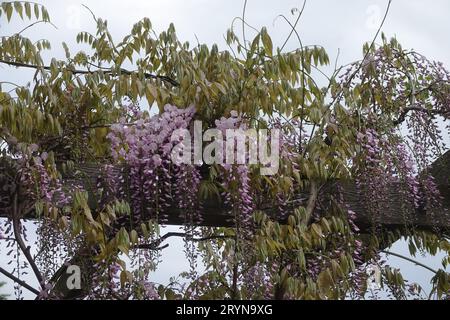 Wisteria chinensis, Glycinie Foto Stock