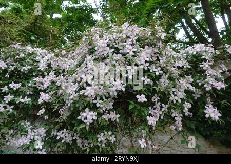 Clematis montana Rubens, anemone clematis Foto Stock