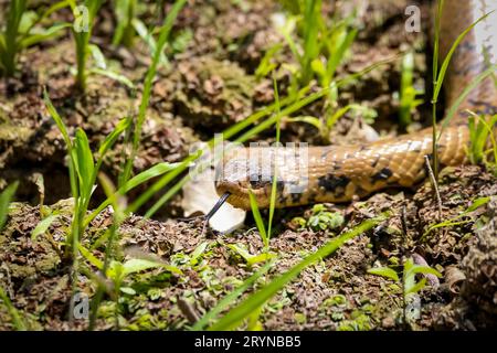 Primo piano del falso cobra brasiliano, fotocamera rivolta verso l'alto, leccare, paludi Pantanal, Mato grosso, Bra Foto Stock