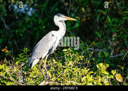 Primo piano di un airone di Cocoi arroccato su un cespuglio sul bordo del fiume alla ricerca di prede, Pantanal Wetlands, Mato Foto Stock