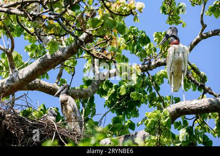 Jabiru cicogna guardando il suo giovane nel nido in un albero, Pantanal Wetlands, Mato Grosso, Brasile Foto Stock