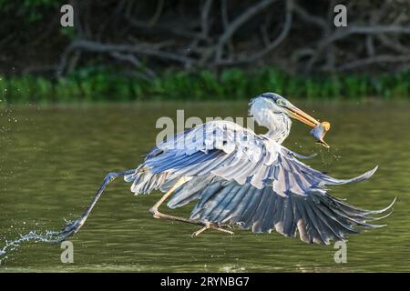 Primo piano di un airone di Cocoi con il pescato nel becco che vola appena sopra la superficie del fiume, Pantanal Wetlands, Foto Stock