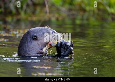 Vista laterale della lontra gigante che mangia un pesce tra gli artigli sulla superficie del fiume, Pantanal Wetlands, Mato Foto Stock