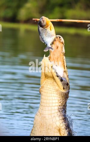 Yacare Caiman sta saltando fuori dall'acqua, schiantandosi con un sacco di mandibole un pesce su un bastone Foto Stock