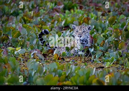 Giovane Jaguar in piedi in acque poco profonde coperte da giacinti d'acqua, testa, corpo e coda visibili, da Foto Stock