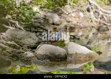 Il grillo comune (Quiscale quiscula) Foto Stock