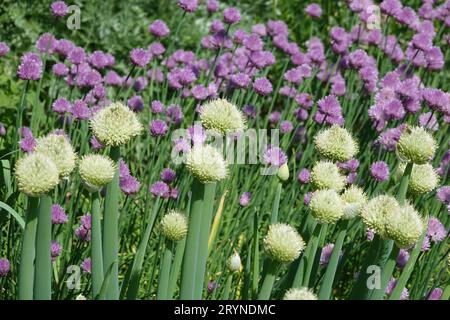 Allium cepa, cipolla, con le api Foto Stock