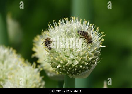 Allium cepa, cipolla, con le api Foto Stock