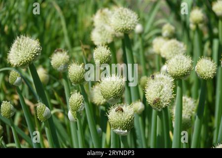Allium cepa, cipolla, con le api Foto Stock
