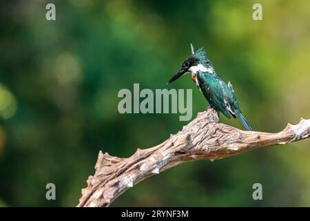 Il bellissimo Amazon Kingfisher arroccato su un ramo morto alla ricerca di prede, Pantanal Wetlands, Mato Foto Stock