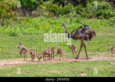 Madre di Rhea o Nandu e bambini che si foraggiano in erba, Pantanal Wetlands, Mato Grosso, Brasile Foto Stock