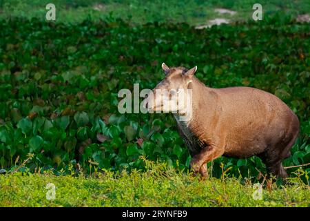 Primo piano di un tapir a piedi lungo una laguna con piante d'acqua alla luce del pomeriggio, Pantanal Wetlands, Foto Stock