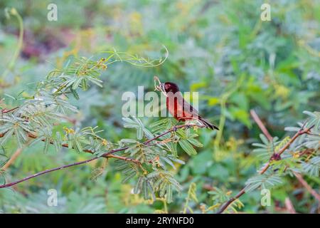 Tanager con becco d'argento su un ramoscello con nido materiale in becco, Pantanal Wetlands, Mato Grosso, Brasile Foto Stock