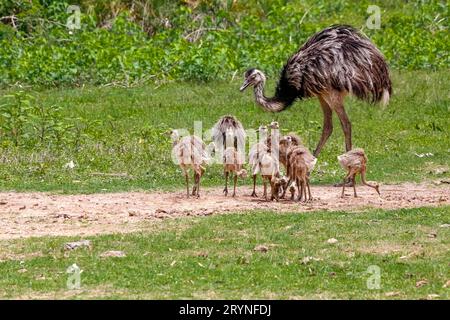 Madre di Rhea o Nandu e bambini che si foraggiano in erba, Pantanal Wetlands, Mato Grosso, Brasile Foto Stock