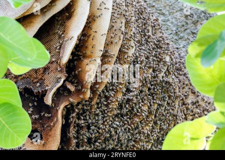 Primo piano di un nido di api selvatiche in un albero con foglie verdi, Pantanal Wetlands, Mato Grosso, Brasile Foto Stock