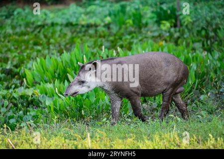 Primo piano di un tapir a piedi lungo una laguna con piante d'acqua al tramonto, Pantanal Wetlands, Mato Foto Stock