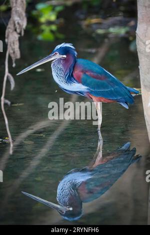 Primo piano di una rara e meravigliosa Heron di Agami che si addormenta in acque poco profonde sotto gli alberi sul bordo del fiume, Pantan Foto Stock