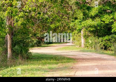 Tipica strada rurale idilliaca su terreno agricolo nelle paludi Pantanal, Mato Grosso, Brasile Foto Stock