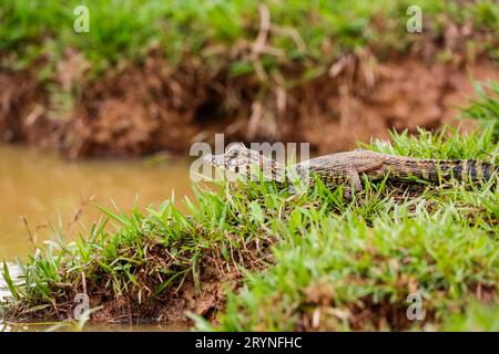 Piccola Yacare Caiman adagiata sul bordo di un fiume erboso con testa rialzata, Pantanal Wetlands, Mato grosso, B. Foto Stock