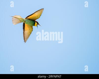 Bee Eater che vola contro il cielo blu Foto Stock