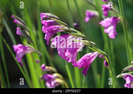 Gladiolus tenuis, palude gladiolus Foto Stock