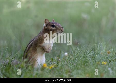 Il chipmunk orientale (Tamias striatus) Foto Stock