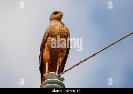 Vista ravvicinata di un falco di Savanna arroccato su un palo metallico contro il cielo bianco e blu, Pantana Foto Stock