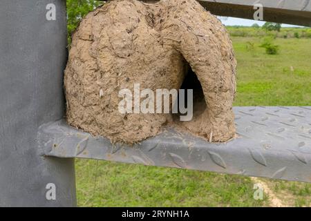 Nido d'argilla di un Hornero Rufous costruito sui gradini di una torre di osservazione, Pantanal Wetlands, Mato GR Foto Stock