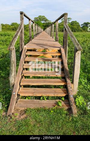 Passeggiata in legno sulla zona paludosa, Pantanal Wetlands, Mato Grosso, Brasile Foto Stock