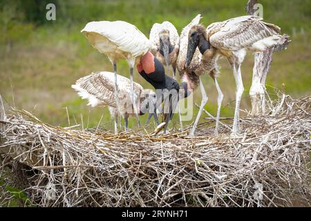 Primo piano di un nido di Jabiru con quattro giovani Jabirus nutriti con pesci da un adulto, testa giù, contro g Foto Stock