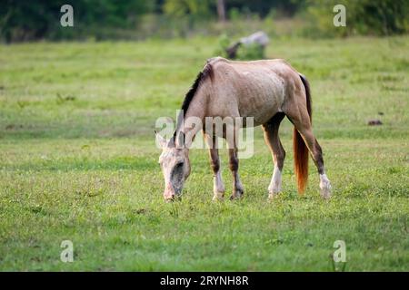 Cavallo Pantanal marrone chiaro che pascola su un prato verde, Pantanal Wetlands, Mato Grosso, Brasile Foto Stock