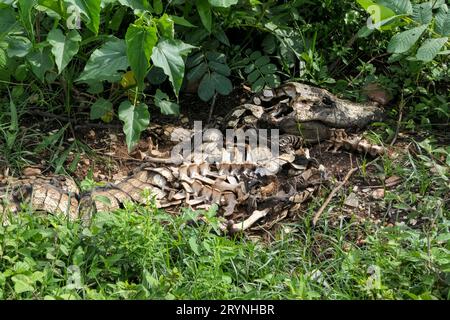 Scheletro di un Caiman yacare nei cespugli, Pantanal Wetlands, Mato Grosso, Brasile Foto Stock