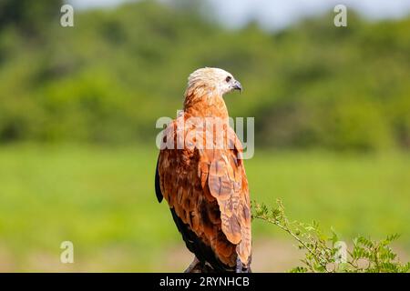 Primo piano di un falco con colletto nero dal retro, rivolto a destra su sfondo verde naturale, Pan Foto Stock