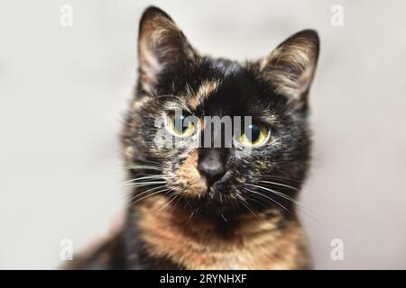 Un ritratto carino di un gatto tartaruga dai capelli lisci con occhi arancione-verdi. Foto Stock