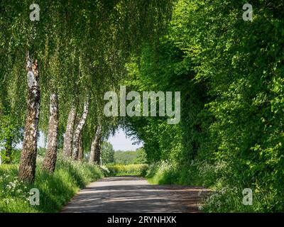 Primavera nel muensterland tedesco Foto Stock