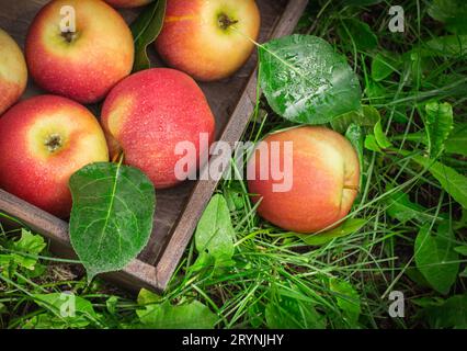 Vassoio di legno di mele mature in un giardino sull'erba Foto Stock