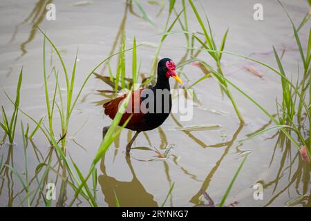 Colorful Wattled Jacana guado in acque poco profonde, Pantanal Wetlands, Mato Grosso, Brasile Foto Stock