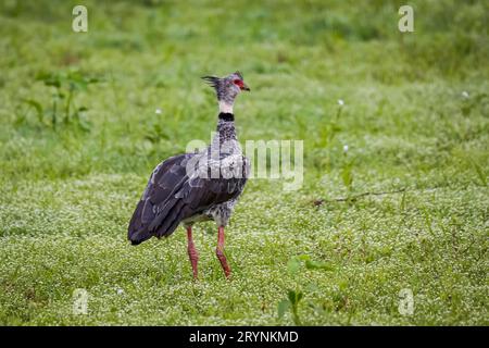 Splendido Southern Screamer su un lussureggiante prato verde dal retro, Pantanal Wetlands, Mato grosso, BR Foto Stock