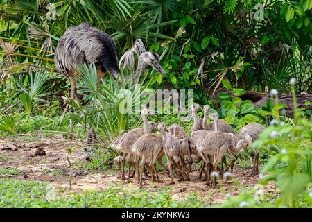 Primo piano di una madre di Nandu o Rhea con i suoi pulcini nell'habitat naturale, Pantanal Wetlands, Mato G. Foto Stock