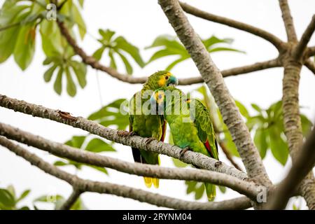 Un paio di pappagalli con la corona blu si accarezzavano su un ramo di albero, Pantanal Wetlands, Mato Foto Stock