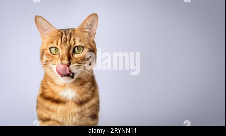 Leccando Bengal shorthair Cat primo piano sullo sfondo. Foto Stock