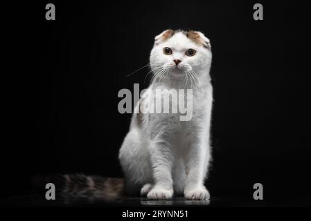 Il gatto scozzese è bianco con macchie di colore sedute su uno sfondo nero Foto Stock